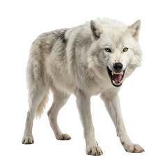 Fototapeta premium Aggressive White Wolf Growling with Open Mouth and Fangs on White Background