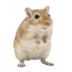 Cute Gerbil Standing Upright on White Background