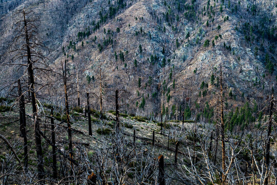 Stark wildfire damage in Southern California desert mountains