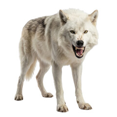 Obraz premium Aggressive White Wolf Snarling with Open Mouth and Visible Teeth on White Background