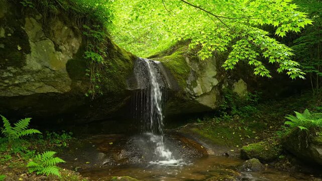 Waterfall flows through green forest with moss covered rock. Water cascades into pool below fern and maple. Forest waterfall surrounded by green moss and fern. Jungle cascade with lush vegetation.