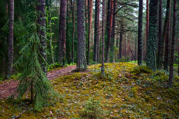 Tranquil Woodland Path with Mossy Ground