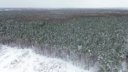 Frozen forest landscape in winter season