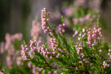 Obraz premium Common heather blooming in Sweden