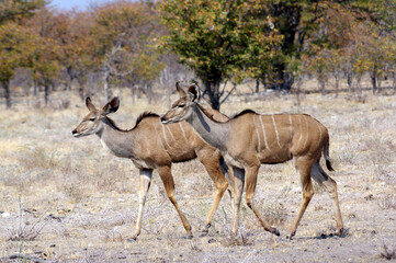 Grand koudou dans le parc national d'Etosha en Namibie