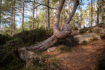 Twisted pine tree trunk in Swedish forest