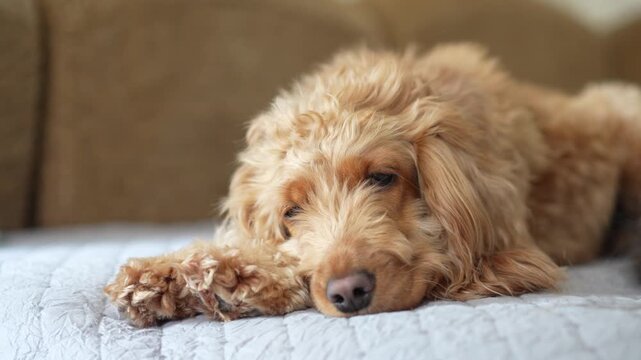 A dog of the red spaniel breed sleeps on the sofa at home