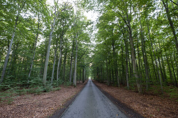 Obraz premium Green forest on island Visingsö in Sweden