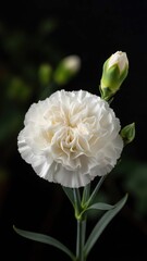 Elegant White Carnation Bloom with Bud Against a Dark Background.