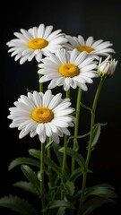 Close-up of a beautiful bouquet of white daisies with yellow centers on a dark background.