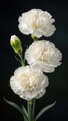 Elegant White Carnations with Bud on a Dark Background.