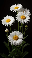 Vibrant White Daisy Flowers with Yellow Centers on a Dark Background.