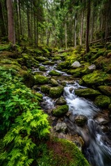 Forest stream flowing over mossy rocks in nature