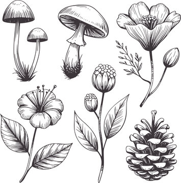Pen and ink of forest flora and fungi mushroom flower pinecone