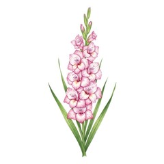Watercolor Pink Gladiolus Flower Illustration on White Background.