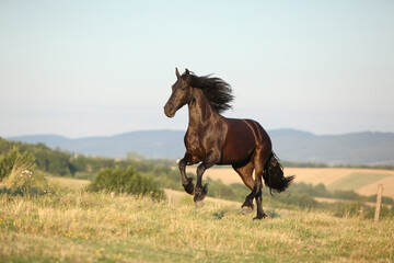 Obraz premium Friesian horse moving in sunset