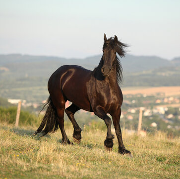 Friesian horse moving in sunset