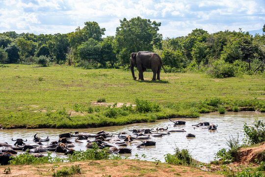 Asian elephant and water buffalo at a pond in Udawalawe National Park