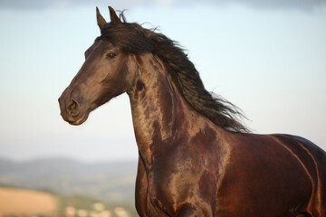 Obraz premium Friesian horse moving in sunset