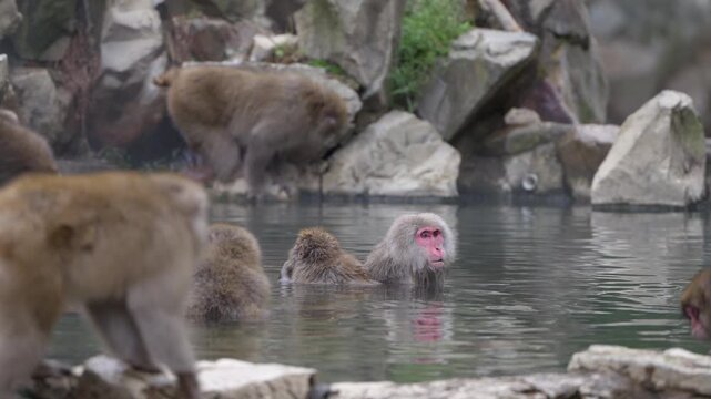 Japanese macaques bathing in an outdoor onsen with thermal water. Several monkeys sit in the pool surrounded by rocks, while an elderly macaque stays submerged up to the neck and slowly turns its head