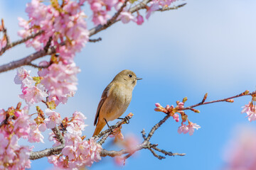 Obraz premium 満開の河津桜の枝に止まる可愛いジョウビタキのメス