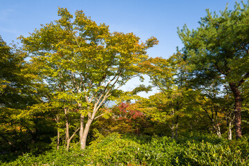 Fototapeta premium Bright sunlight illuminates a canopy of green and golden leaves in Okochi Sanso Garden, Kyoto, with clear blue sky above and dense foliage below creating a vibrant, uplifting scene.