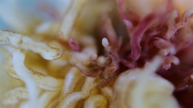 Tentacles of a worm Polychaeta family Terebellidae under a microscope, phylum Annelida. White Sea