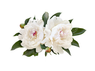 White peonies (flowers, buds and green leaves) in a floral arrangement isolated on white or transparent background. © Ortis