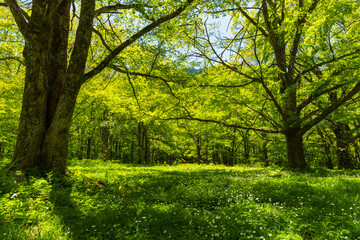 Obraz premium 日本の風景・初夏 長野 新緑の上高地 徳沢