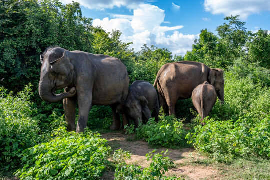 Asian elephant herd feeding on green grass in Udawalawe National Park Sri Lanka