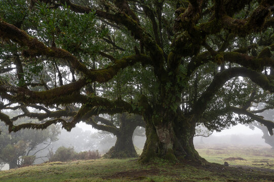 Ancient laurel tree in fog at Fanal forest Madeira Portugal