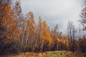 Fototapeta premium Bright birch forest in late autumn in cloudy weather