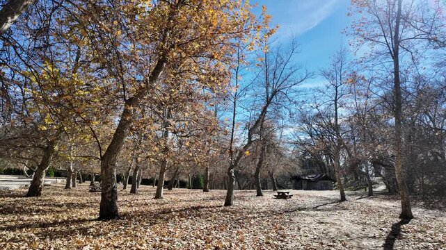 Yucaipa, California, January 26, 2026Oak Trees in a Park with the wind and birds singing as the leaves fall