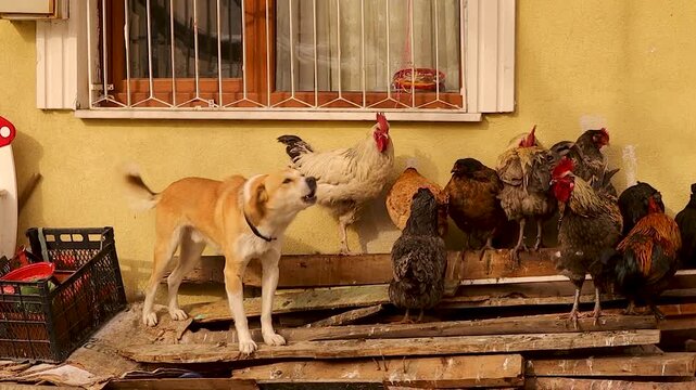 Barking guard dog protects a flock of chickens on a cold day, visible breath steaming from its mouth. This rural scene highlights animal protection, farm life, security instinct and winter atmosphere.