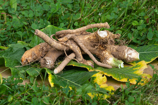Horseradish rhizomes have been dug out and are lying on the grass