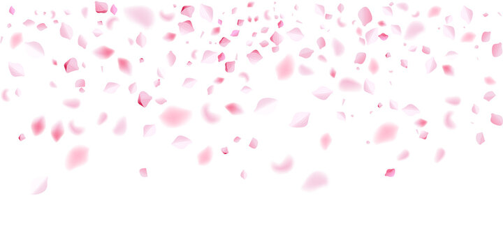 pink flower petals wide top spread spring season festival banner background floral