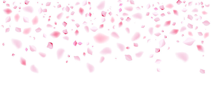 valentine pink rose petals falling love romantic heart wedding floral background isolated