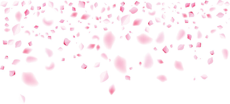 pink flower petals horizontal top border garden party spring celebration background floral