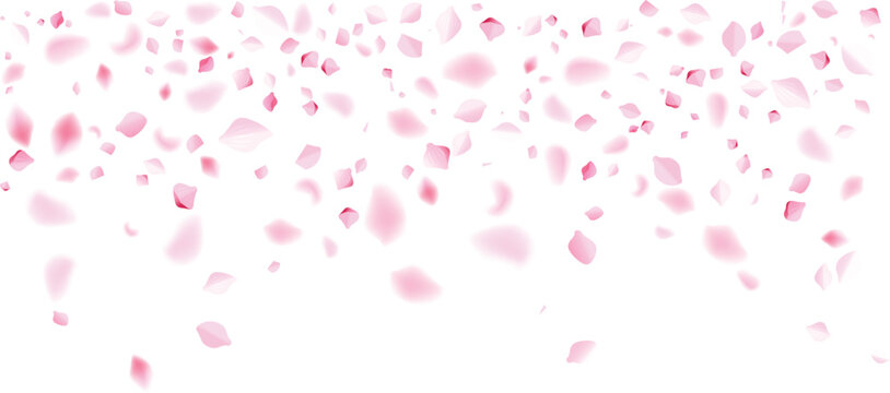 pink rose petals concentrated center drop floral grand opening ceremony celebration background