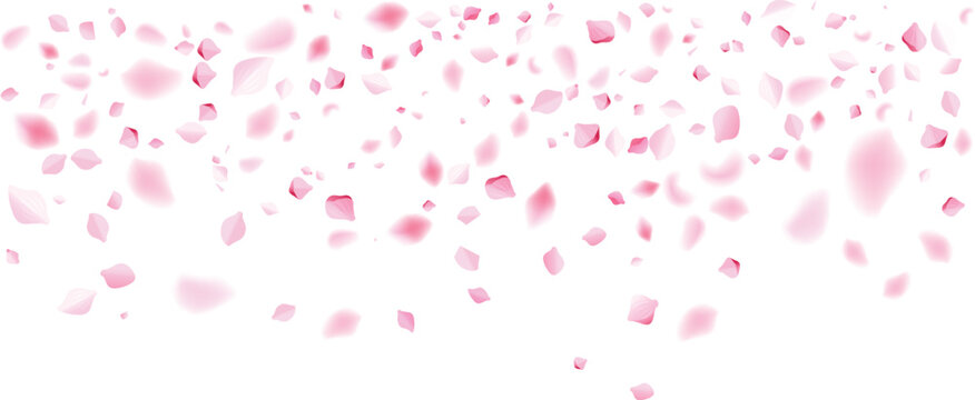 falling valentine pink rose petals thin upper layer romantic love decoration background