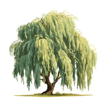 Weeping Willow Tree, presented as a modern flat 2D vector icon graphic on a white background