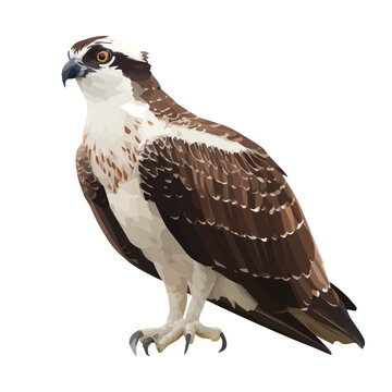 Osprey, 2D flat vector illustration in icon style, isolated on a white background