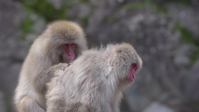 Two adult macaques sit together on rocks near a hot spring onsen. One macaque carefully grooms the other&rsquo;s fur, then they switch roles, continuing calm social grooming behavior.