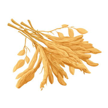 Astragalus Root, illustrated as a clean 2D flat vector icon isolated on a white background