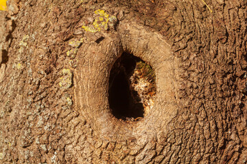 Baumstamm mit Borke und Maserknolle, Deutschland, Europa © detailfoto