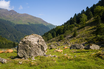 Light brown cows rest and graze on a grassy valley floor scattered with large rocks, surrounded by dense forest and mountain slopes under a clear blue sky in the Pyrenees.