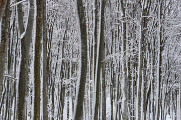 Obraz premium A dense forest of tall beech trees covered in fresh white snow during a cold winter day
