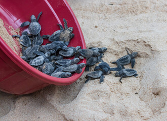 A red bucket full of baby turtles