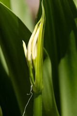 Obraz premium A green leaf with a white tip