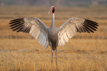 Fototapeta premium Sarus crane near Agra, Uttar Pradesh, India